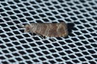 Clavigesta sylvestrana