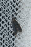 Dichomeris alacella