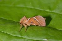 Triodia sylvina