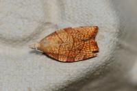 Pandemis corylana
