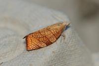 Pandemis corylana