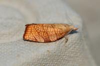 Pandemis corylana