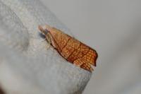 Pandemis corylana