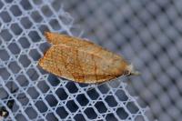Pandemis corylana