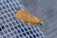 Pandemis corylana