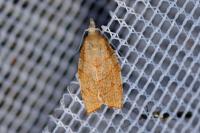 Pandemis corylana