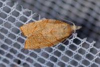 Pandemis corylana