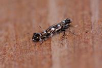 Parectopa ononidis