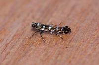 Parectopa ononidis
