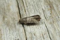 Spilonota laricana