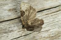 Apotomis semifasciana