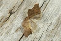 Acleris emargana