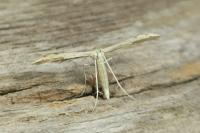 Adaina microdactyla