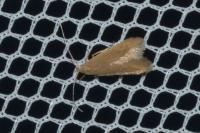 Coleophora flavipennella
