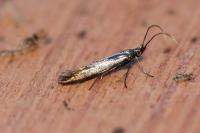 Coleophora