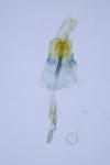 Coleophora flavipennella