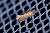 Phyllonorycter