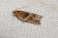 Ancylis comptana
