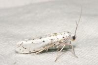 Yponomeuta