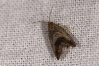Cydia splendana