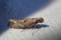 Acrolepiopsis vesperella