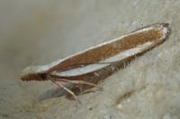 Dichomeris marginella