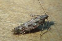 Aristotelia