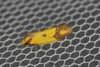 Agapeta zoegana