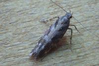 Aristotelia