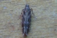Aristotelia