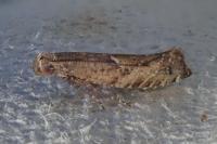 Acrolepiopsis vesperella