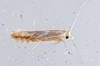 Phyllonorycter