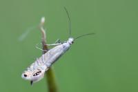 Glyphipterix thrasonella