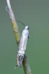 Glyphipterix thrasonella