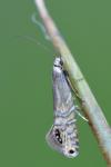 Glyphipterix thrasonella