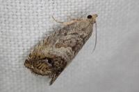 Cydia splendana