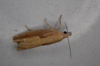 Eucosma obumbratana