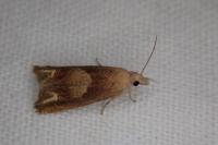 Eucosma conterminana