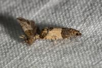 Spilonota ocellana