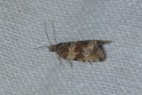 Celypha cespitana