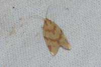 Clepsis pallidana