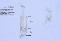 Phyllocnistis unipunctella