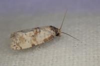 Neocochylis molliculana