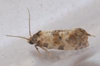 Neocochylis molliculana