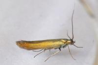 Coleophora trifolii