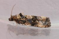 Endothenia gentianaeana