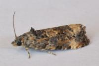 Endothenia