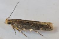 Aroga velocella
