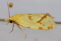 Agapeta hamana