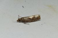 Epinotia trigonella